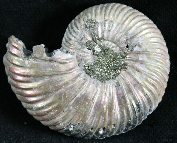 Quenstedticeras Ammonite Fossil With Pyrite #28395
